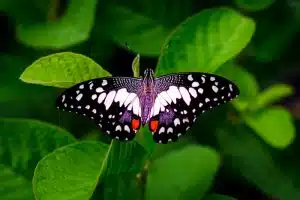 butterfly repose