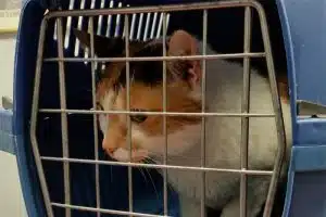 cat-transport