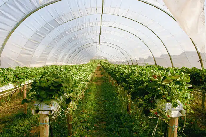 Sustainable Greenhouse Gardening