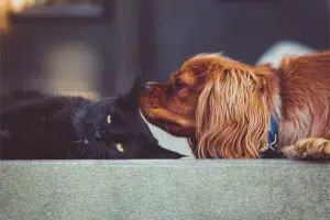 puppy vs kitten