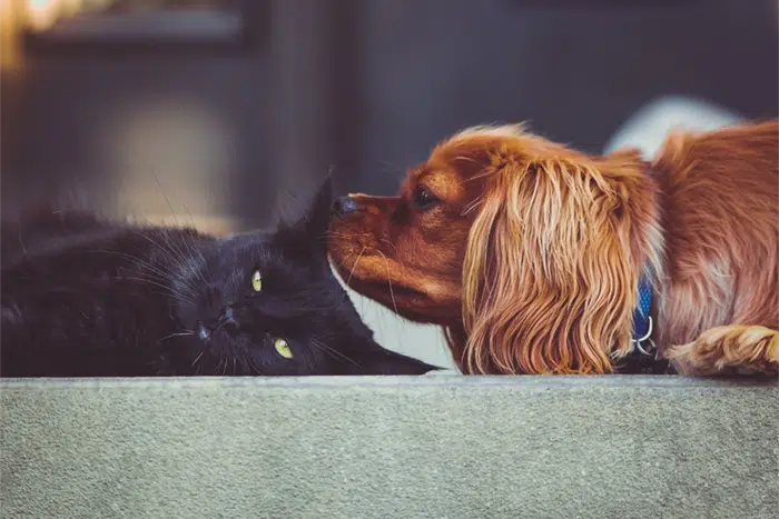 puppy vs kitten