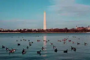 dc