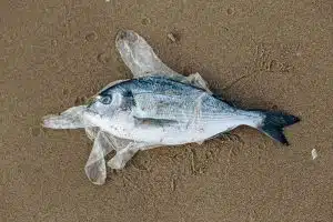fish-plastic