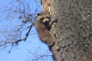 raccoon