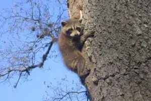 raccoon