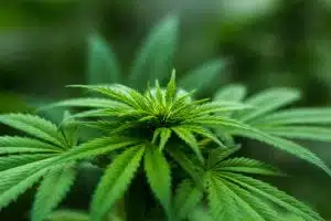 thc cbd