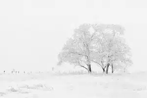winter tree