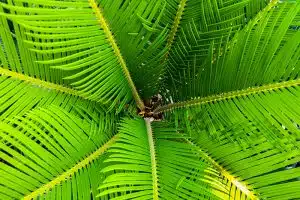 plants cause air pollution