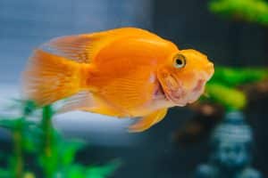 pexels-chait-goli-4365561