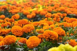 pexels-gm-rajib-3524048