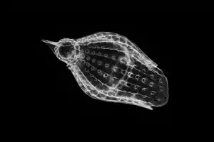 credit: picturepest, flcikrCC