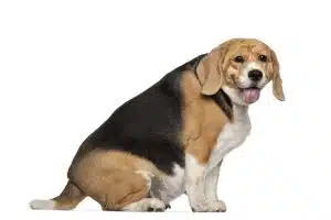 Fat Beagle, 3 years old, sitting against white background
