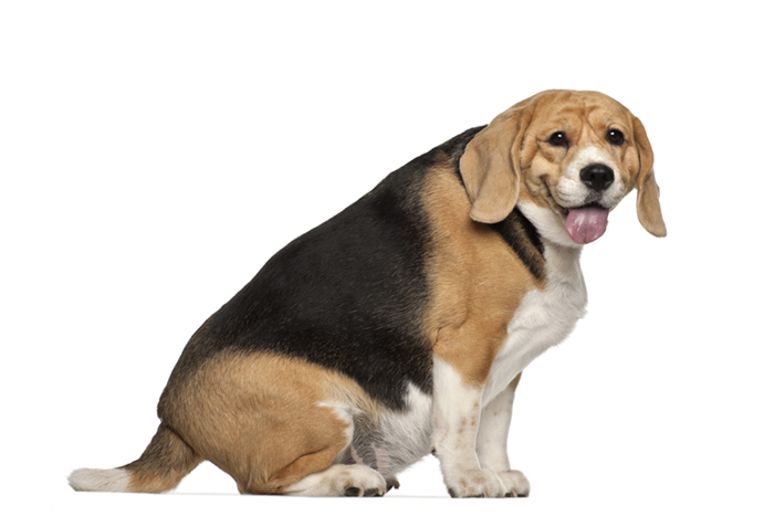 Is Your Dog Overweight? Here’s What To Do