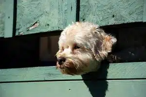 Credit: Derek K. Miller, FlickrCC