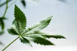 Cbd Leaf