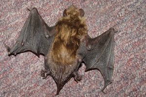 credit: batwrangler, flickrCC