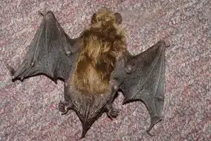 credit: batwrangler, flickrCC