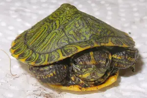 turrtle