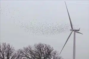 birds-windmill