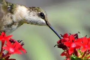 image003