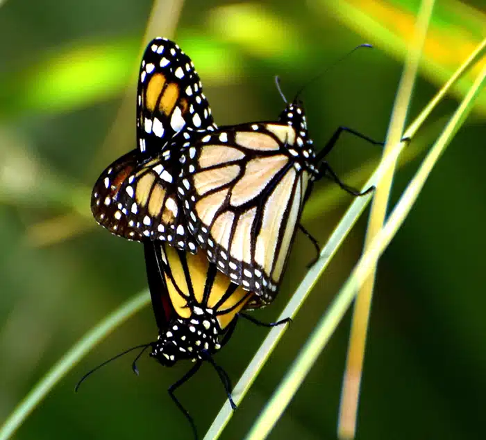 Mating pair of Monarchs