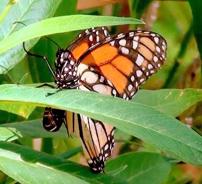A female Monarch laying eggs on their host plant
