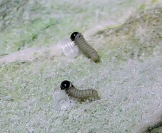 Newborn monarch caterpillars having their first meal the egg they hatched from