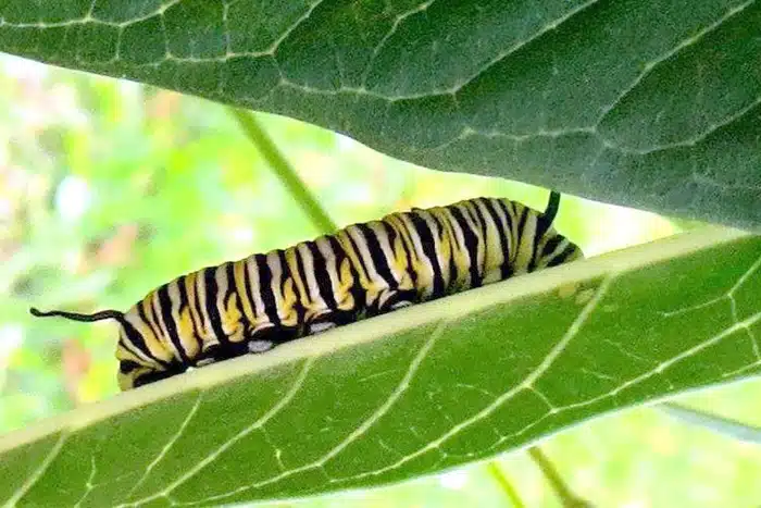 An adult caterpillar ready to make her chrysalis