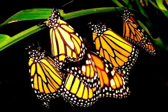 Newly hatched monarchs drying their wings.