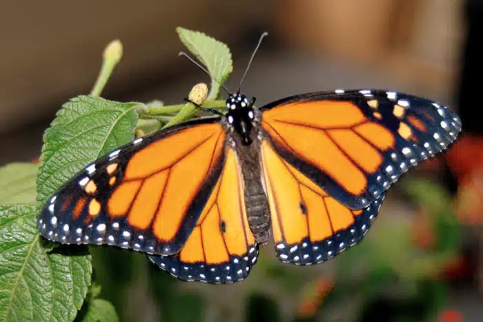 A male resting free of stickers.