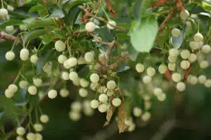 seeds