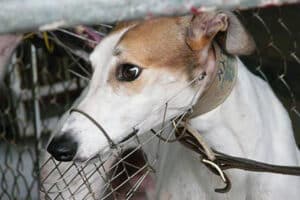 2-YEAR OLD BROOKLYN AT THE CANIDROME (2011)