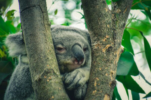 koalas endangered