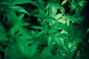 weed