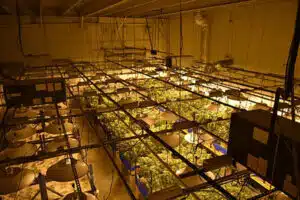 cannabis-4667987__340