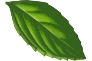 leaf