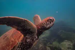 turtle