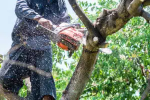 man uses chainsaw cut the tree