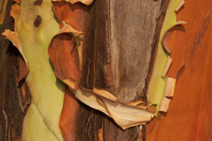 Madrona Tree (Arbutus menziesii) Close-up, San Juan Island, Washington, US