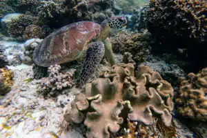 coral