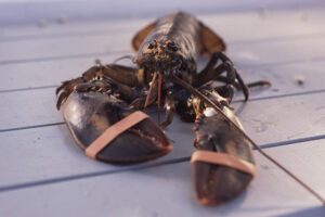 Live Lobster with Rubber Bands on Claws, Castine, Maine, US