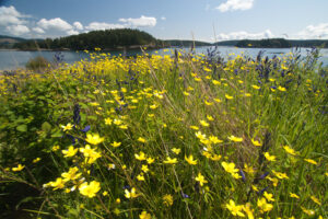 Wildflowers of Yellow Island, San Juan Islands, Washington, US
