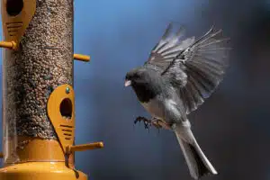 feeder
