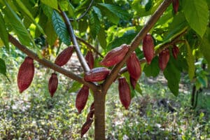 Red,Cocoa,Fruit,On,Its,Tree,,Raw,Cacao,Beans,,Cocoa
