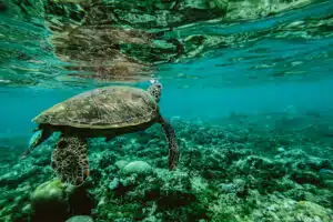 turtle