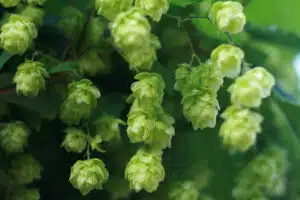 hops