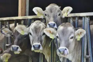 pexels-pixabay-162801