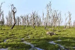 Dead Trees