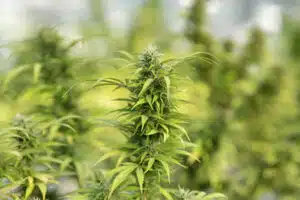 crystalweed-cannabis-8rfW30P1vy8-unsplash