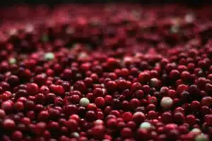 cranberry